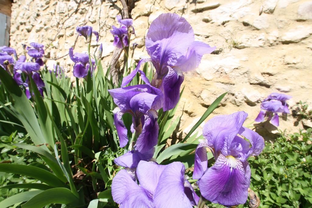 La Montagute Villa Thezan-des-Corbieres Dış mekan fotoğraf